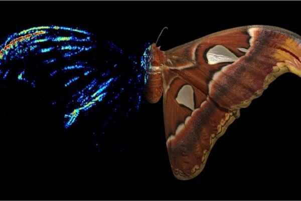Бабочки используют звукоотражающее покрытие для защиты от летучих мышей