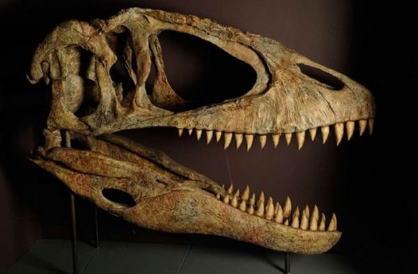 В челюсти тираннозавра рекса были «датчики» для распознавания добычи