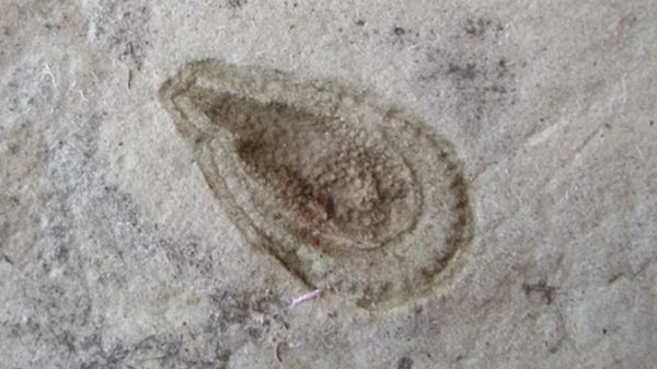 Археологи обнаружили самое древнее существо на Земле